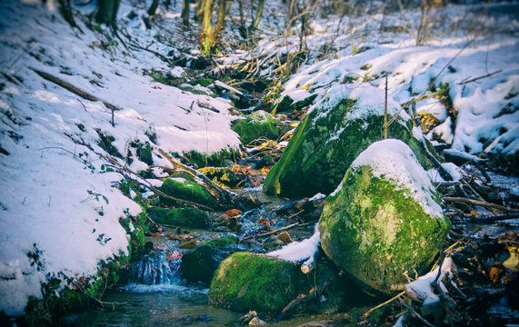 Forest Brook