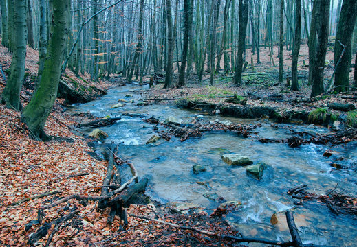Forest Brook Trout