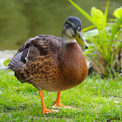 Close Up of a drake, standing on a grass