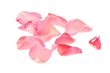 Light pink rose petal on white background