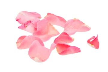 Poster de jardin Roses Light pink rose petal on white background
