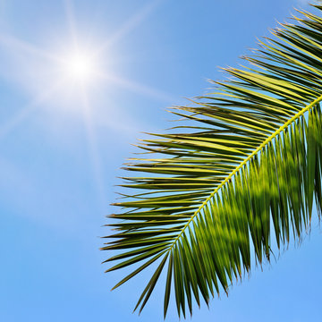 leaves of tropical palm trees and blue sky