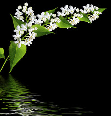white lilac on a black background