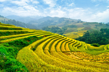 Rice fields on terraced of Mu Cang Chai, YenBai, Vietnam