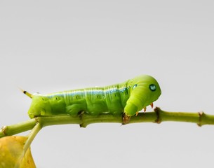 Fototapeta na wymiar Caterpillar