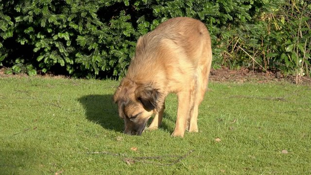 Hund schn&uuml;ffelt und l&auml;uft davon