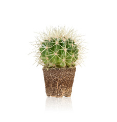 succulent,Melocactus is unpotted and it shows the fibrous root.I