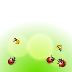 Green background with ladybirds