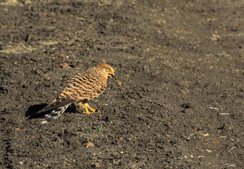 Greater Kestrel eating a dragonfly