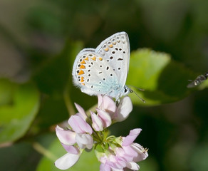 butterfly summer flower wings