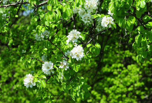 Branch of a blossoming pear tree flowers  flowering in spring