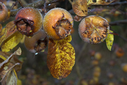 Mespilus germanica, N&eacute;flier