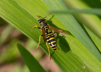 wasp summer grass