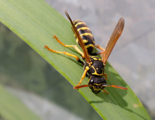 wasp summer grass