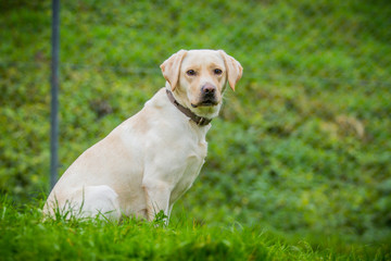 Labrador Hündin