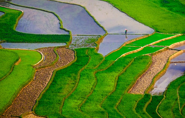 Fototapeta premium Rice fields on terraced of Mu Cang Chai, YenBai, Vietnam