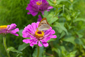Butterfly on flower