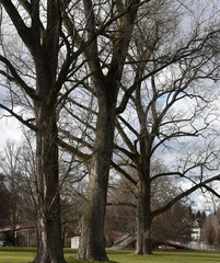 Obraz premium arbres en hiver...jardin public