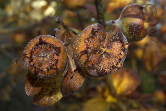 Mespilus germanica, N&eacute;flier