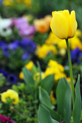 Fototapeta premium yellow tulip flower garden springtime