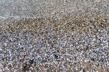 Small shells on the beach of a river from close