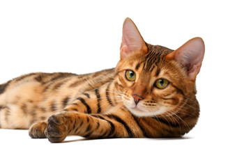 bengal cat lies on white