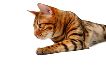 bengal cat lies on white