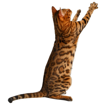 Bengal Cat Stand And Raising Up Paw