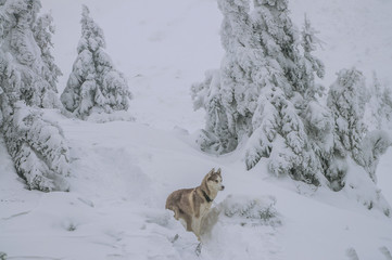 husky dog in mountains