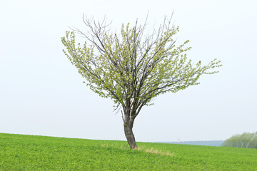 Fototapeta na wymiar Lonely Tree