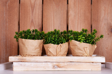 Three wrapped flower pots