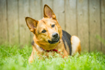 Deutscher Schäferhund Mischling