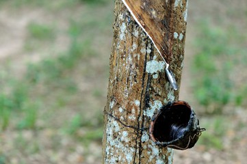 tapping a rubber tree