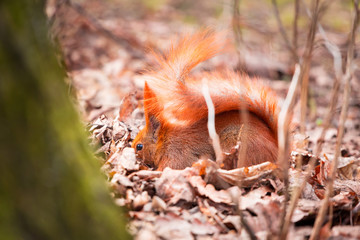 Red squirrel in the park
