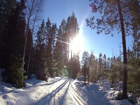 Cross country ski track in forest