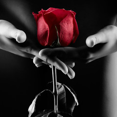 Silhouette of nude woman with red rose isolated on black - obrazy, fototapety, plakaty