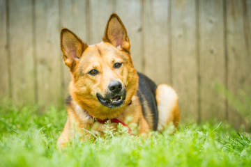 Deutscher Schäferhund Mix