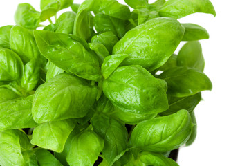 Fresh Basil