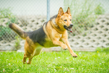 Schäferhund Mischling rennt