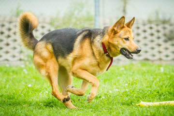Schäferhund Mischling rennt