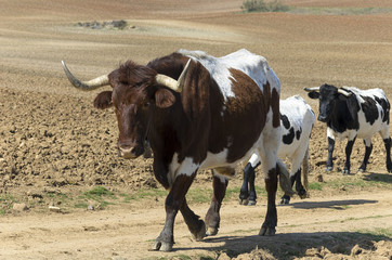 Group of oxes are looking at us