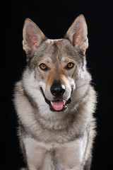 Tschechoslowakischer Wolfshund