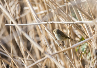 phylloscopus collybita, chiffchaff,