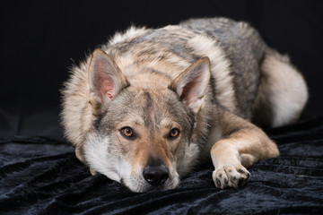 Obraz premium Tschechoslowakischer Wolfshund