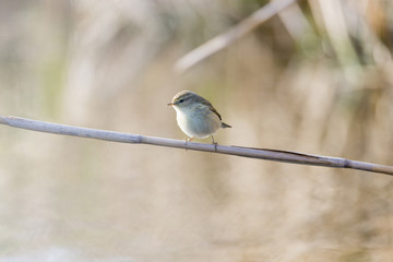 phylloscopus collybita, chiffchaff,