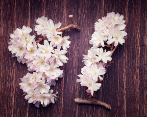 Spring pink flowers on a dark vintage wood background