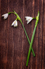 Early spring flowers on a dark vintage wood background