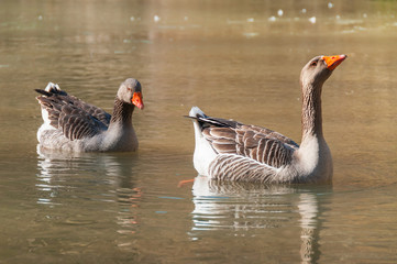 A pair of geese swimming in a pond © YK