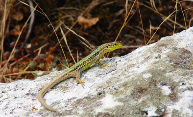 Lizard