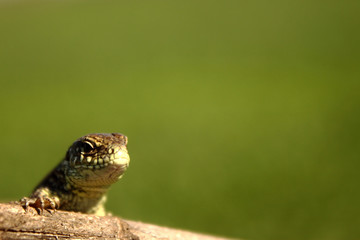 Lizard